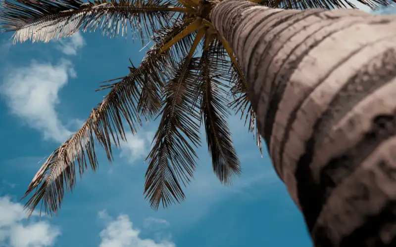The Majesty That Is The Canary Island Date Palm